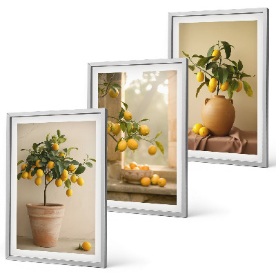 Set di 3 quadri Alberi di limoni in vaso
