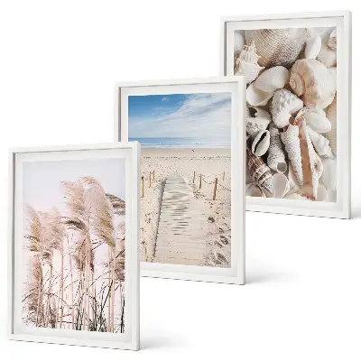 Set di 3 quadri con conchiglie e alghe marine