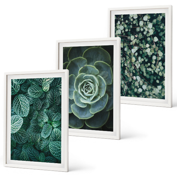 Set di quadri incorniciati Piante succulente
