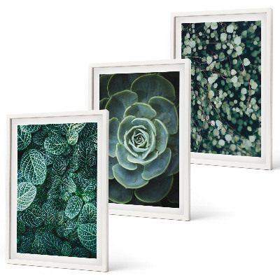 Set di quadri incorniciati Piante succulente