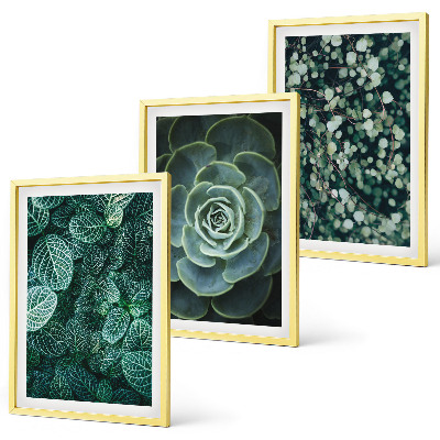 Set di quadri incorniciati Piante succulente