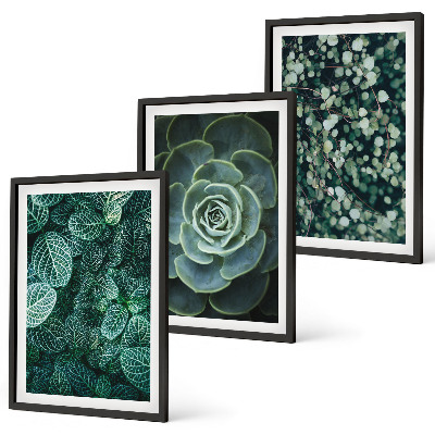 Set di quadri incorniciati Piante succulente