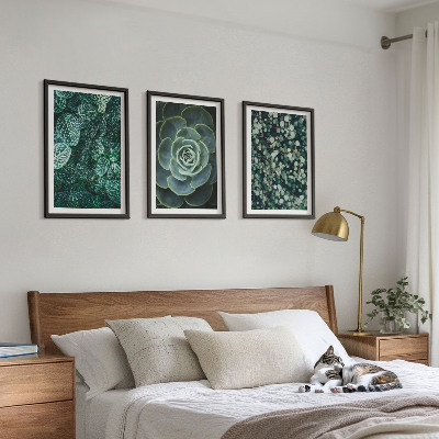 Set di quadri incorniciati Piante succulente
