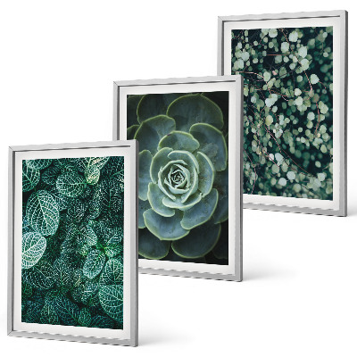 Set di quadri incorniciati Piante succulente