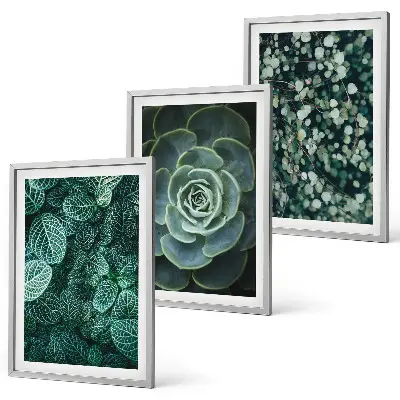 Piante succulente set di quadri incorniciati
