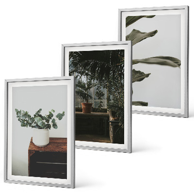 Set di 3 quadri Piante rustiche in vaso
