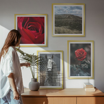 Composizione di 4 quadri Rose rosse su sfondo grigio cavallo