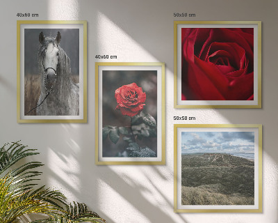 Composizione di 4 quadri Rose rosse su sfondo grigio cavallo