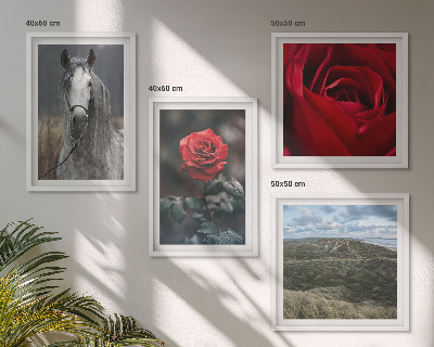 Composizione di 4 quadri Rose rosse su sfondo grigio cavallo
