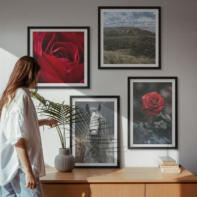 Composizione di 4 quadri Rose rosse su sfondo grigio cavallo