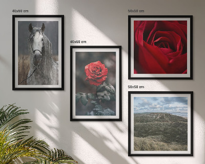 Composizione di 4 quadri Rose rosse su sfondo grigio cavallo