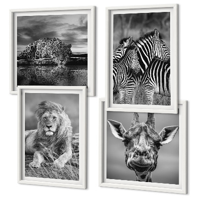 Composizione di 4 quadri Animali selvatici: Leone, Giaguaro, Giraffa, Zebre