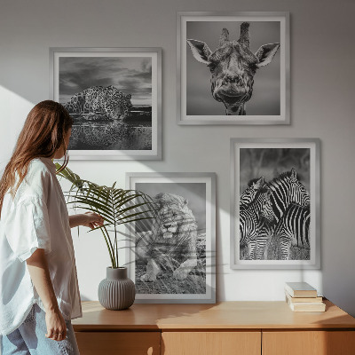 Composizione di 4 quadri Animali selvatici: Leone, Giaguaro, Giraffa, Zebre