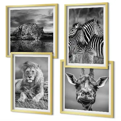 Composizione di 4 quadri con animali selvatici leone giaguaro giraffa e zebre