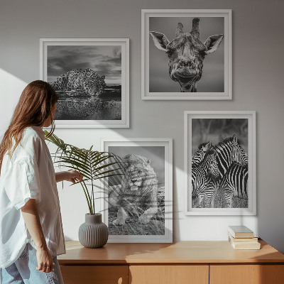 Composizione di 4 quadri Animali selvatici: Leone, Giaguaro, Giraffa, Zebre