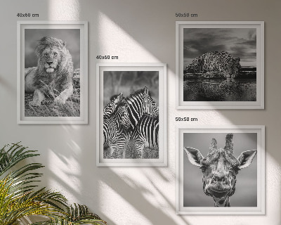 Composizione di 4 quadri Animali selvatici: Leone, Giaguaro, Giraffa, Zebre