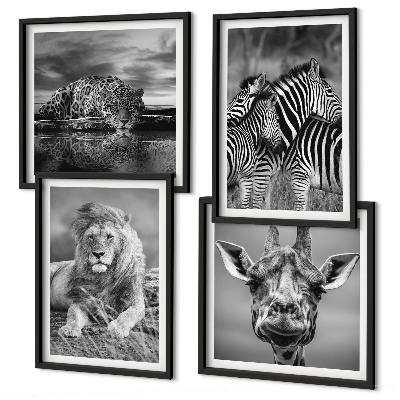 Composizione di 4 quadri Animali selvatici: Leone, Giaguaro, Giraffa, Zebre