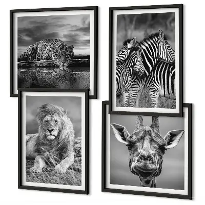Composizione di 4 quadri con animali selvatici leone giaguaro giraffa e zebre