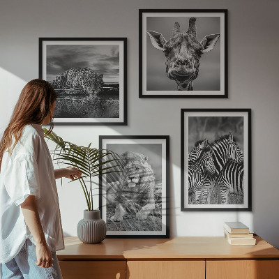 Composizione di 4 quadri Animali selvatici: Leone, Giaguaro, Giraffa, Zebre