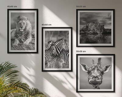 Composizione di 4 quadri Animali selvatici: Leone, Giaguaro, Giraffa, Zebre