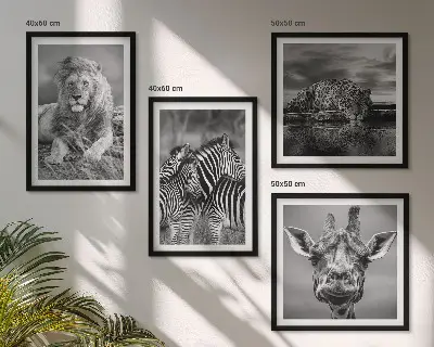 Composizione di 4 quadri con animali selvatici leone giaguaro giraffa e zebre
