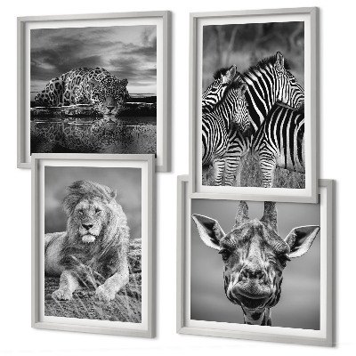 Composizione di 4 quadri Animali selvatici: Leone, Giaguaro, Giraffa, Zebre