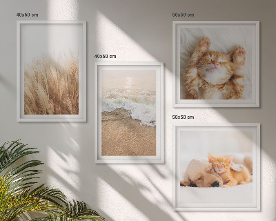 Polittico con cornice Animali carini gatti cani spiaggia