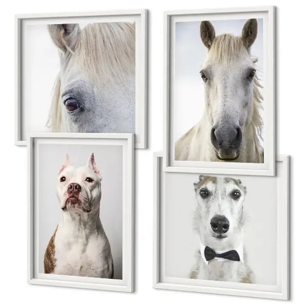 Composizione di 4 quadri ritratti eleganti di cani e cavalli
