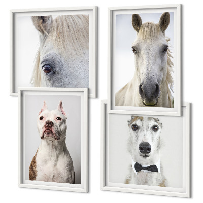 Composizione di 4 quadri Ritratti di cani e cavalli elegantemente