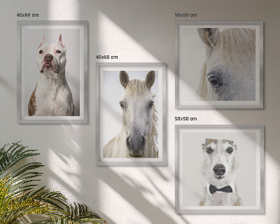 Composizione di 4 quadri Ritratti di cani e cavalli elegantemente
