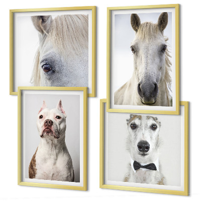 Composizione di 4 quadri Ritratti di cani e cavalli elegantemente