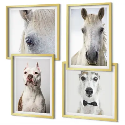 Composizione di 4 quadri ritratti eleganti di cani e cavalli