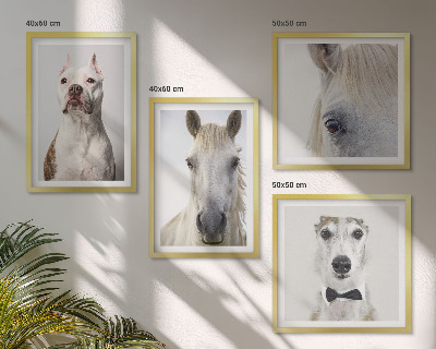 Composizione di 4 quadri Ritratti di cani e cavalli elegantemente