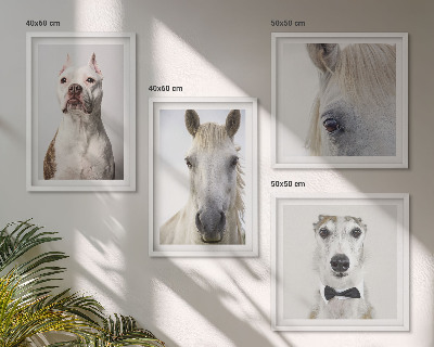 Composizione di 4 quadri Ritratti di cani e cavalli elegantemente