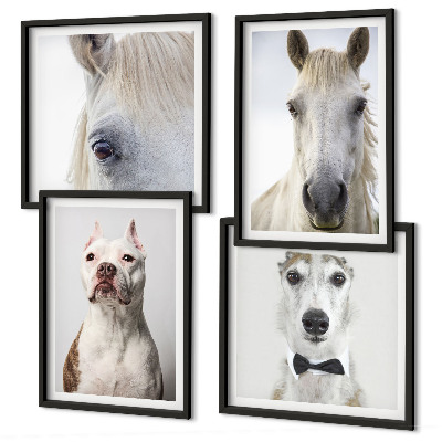 Composizione di 4 quadri Ritratti di cani e cavalli elegantemente