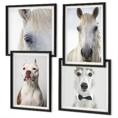 Composizione di 4 quadri ritratti eleganti di cani e cavalli