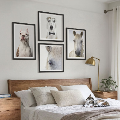 Composizione di 4 quadri Ritratti di cani e cavalli elegantemente