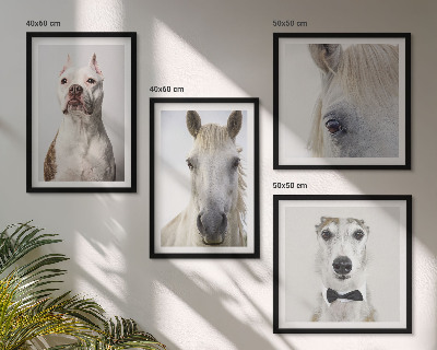 Composizione di 4 quadri Ritratti di cani e cavalli elegantemente