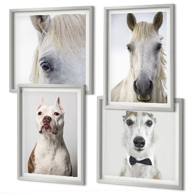 Composizione di 4 quadri Ritratti di cani e cavalli elegantemente