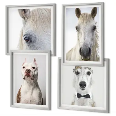 Composizione di 4 quadri ritratti eleganti di cani e cavalli