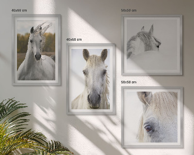 Composizione di 4 quadri cavalli bianchi