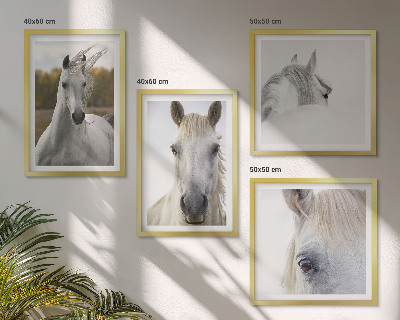 Composizione di 4 quadri cavalli bianchi