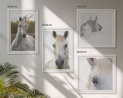 Composizione di 4 quadri cavalli bianchi