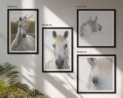 Composizione di 4 quadri cavalli bianchi