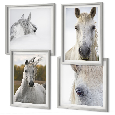 Composizione di 4 quadri cavalli bianchi