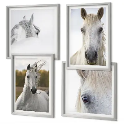 Composizione di 4 quadri con cavalli bianchi