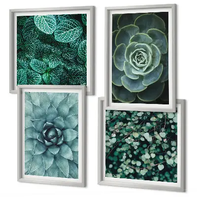 Composizione di 4 quadri con piante succulente verdi e turchesi