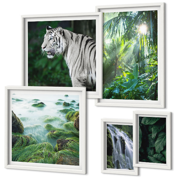 Set di quadri incorniciati animali della natura tropicale