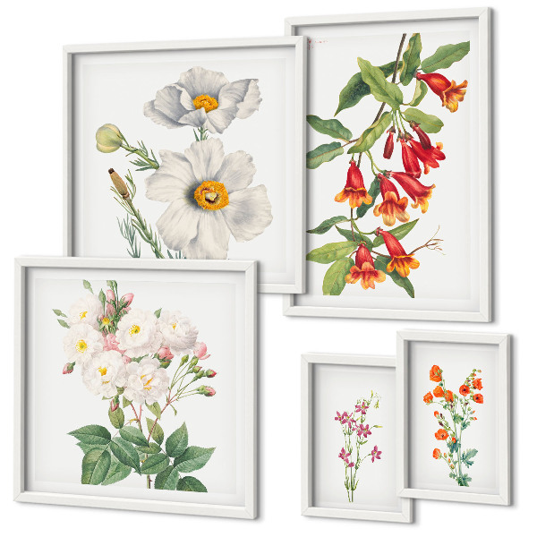 Set di 5 quadri Illustrazioni botaniche floreali