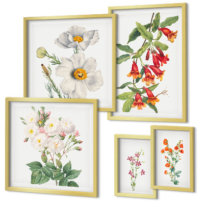 Set di 5 quadri Illustrazioni botaniche floreali